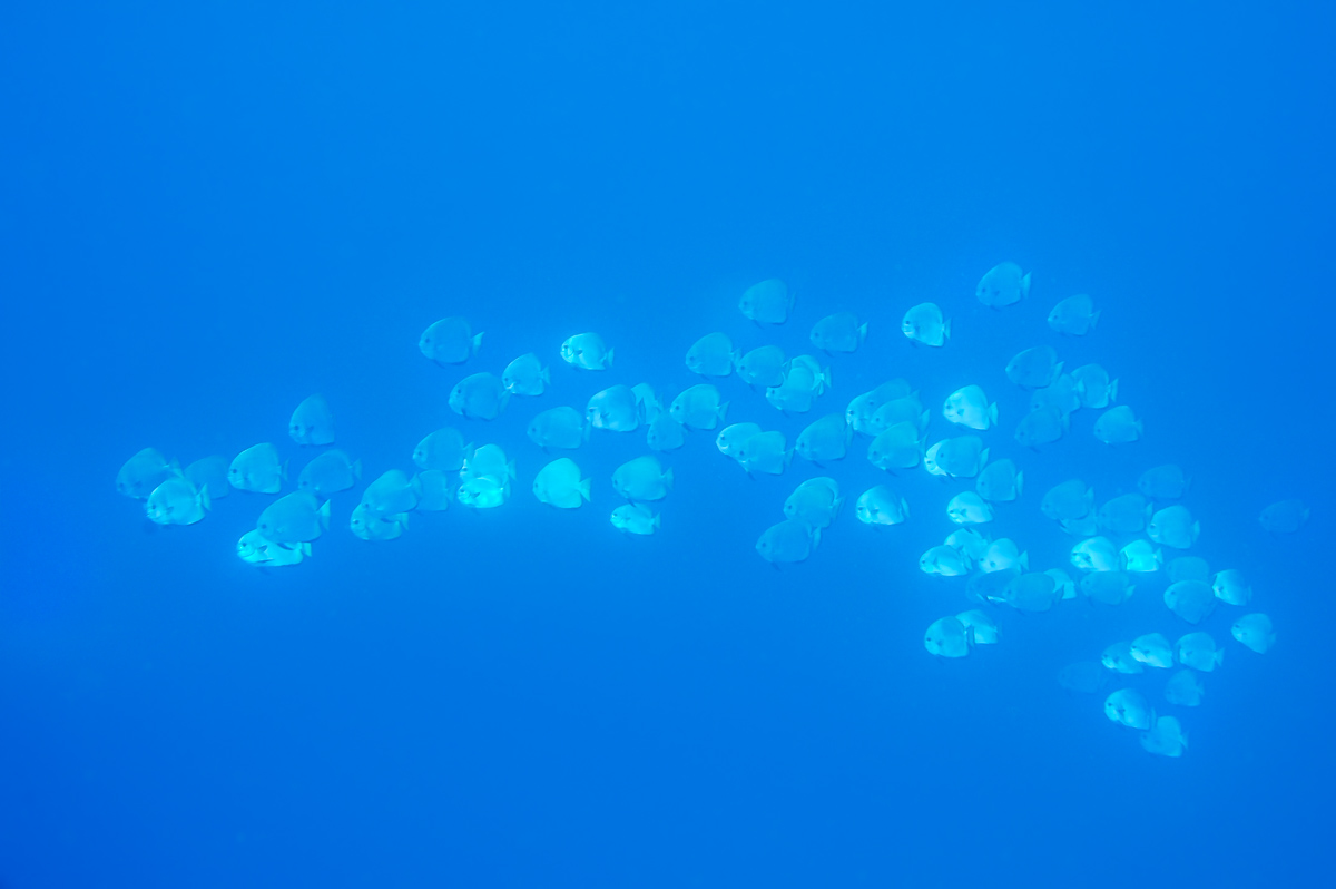 Sparkling Shoal