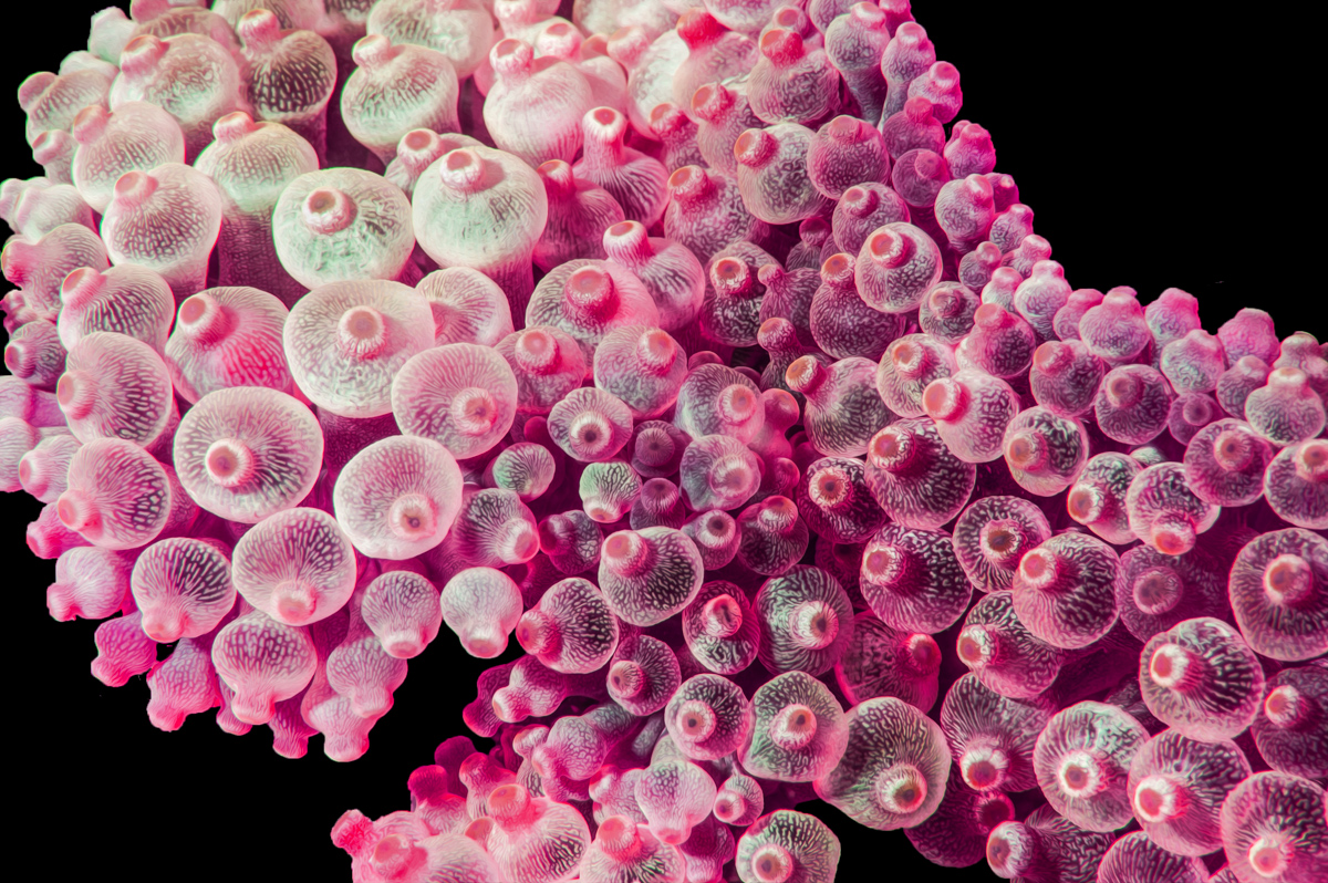 Bubble Tip