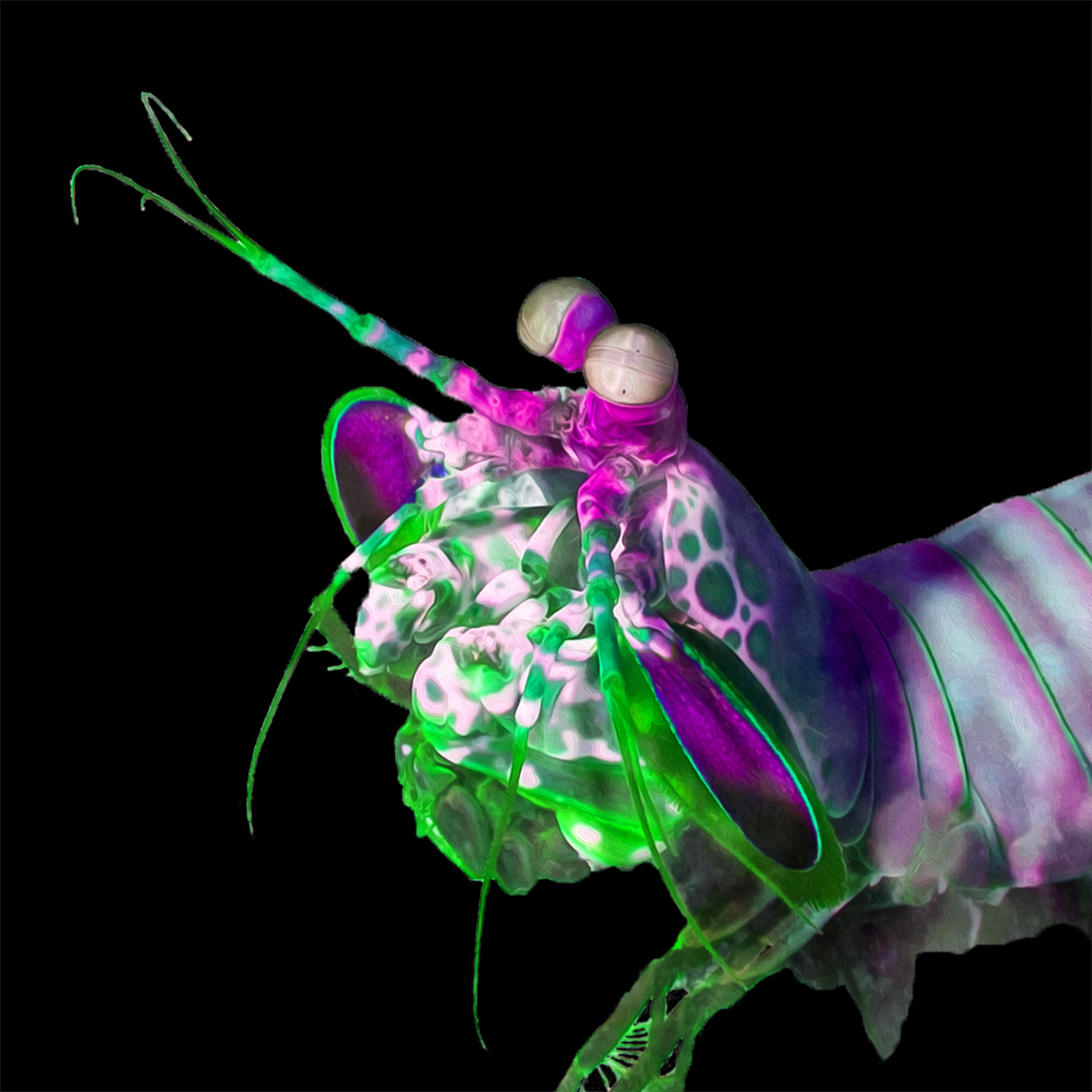 Peacock Mantis Shrimp #2