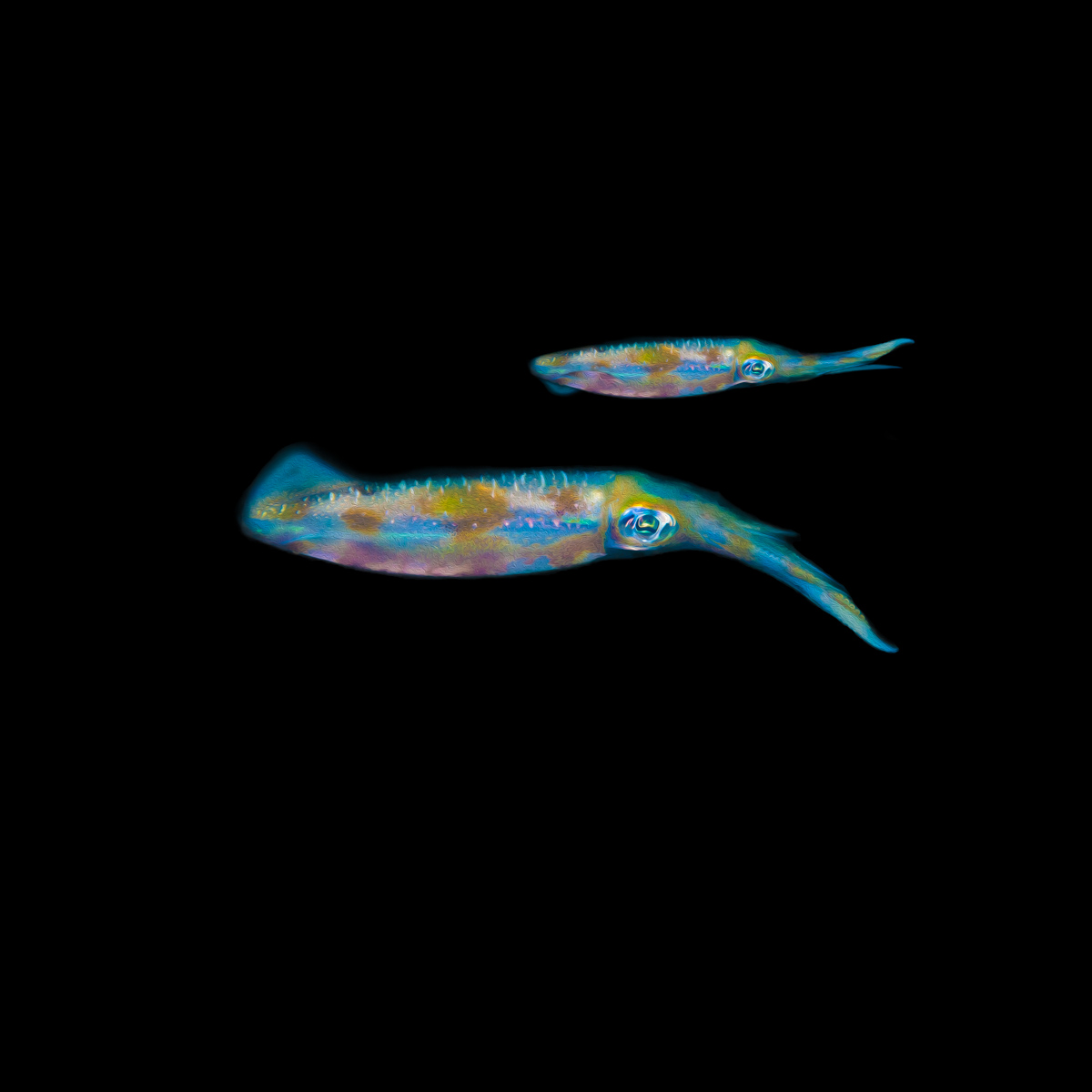 Squids #1