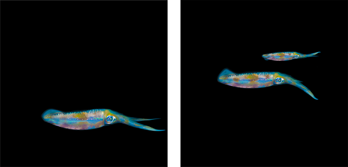 Squids #2