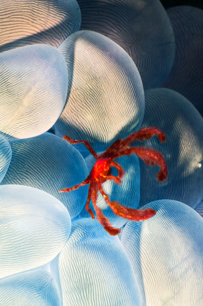 Red Crab