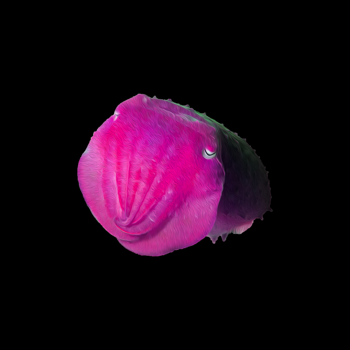 Cuttlefish #4