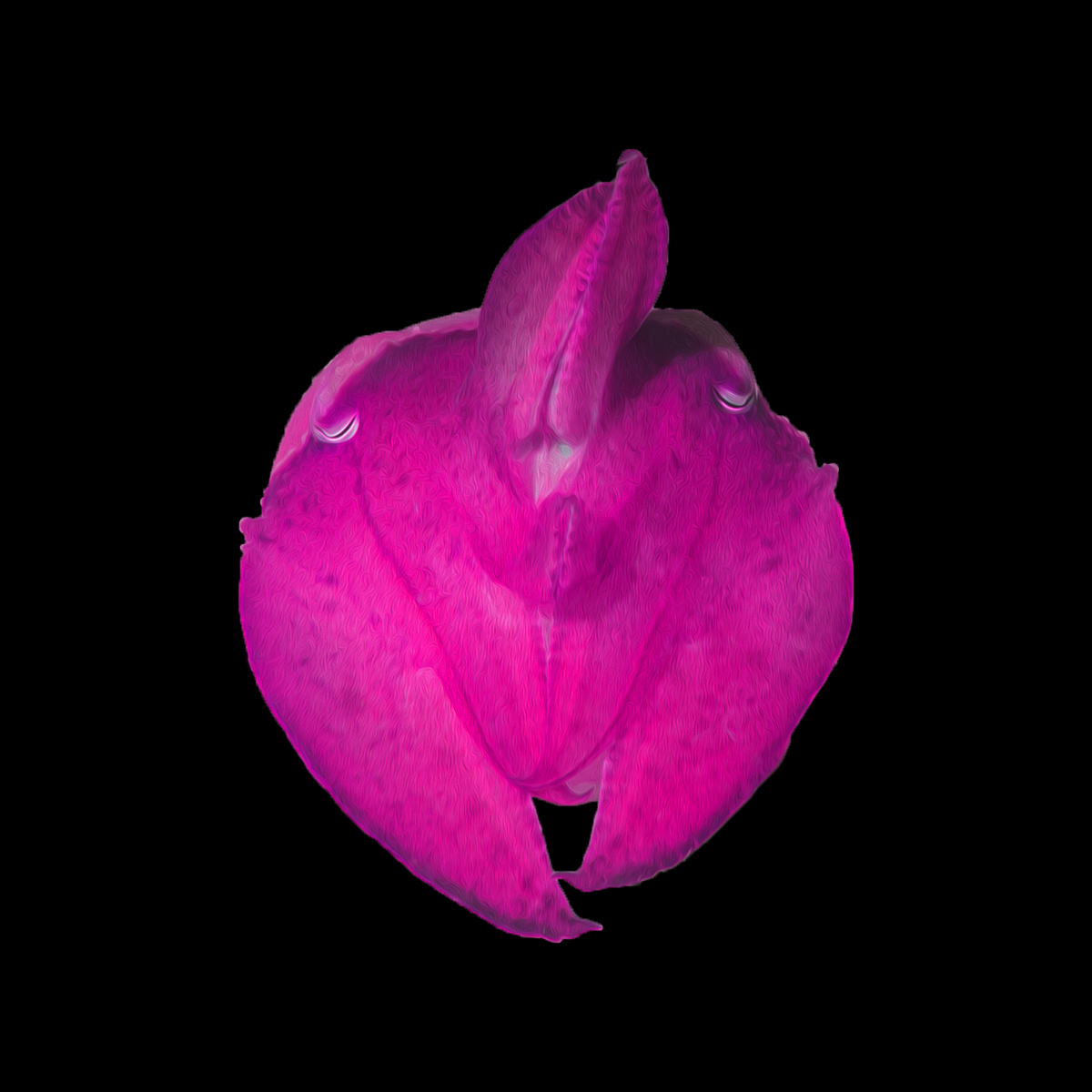 Cuttlefish #5