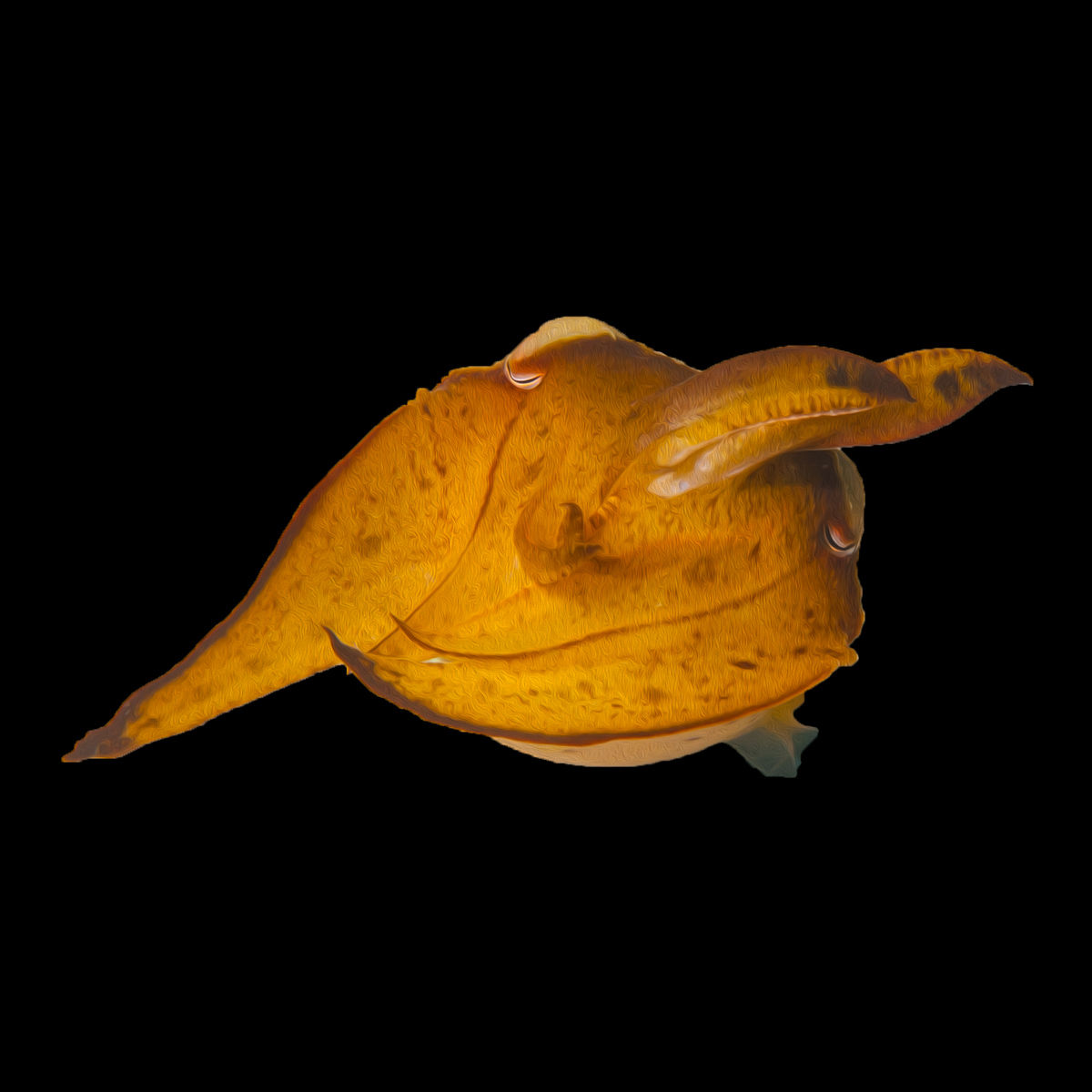 Cuttlefish #3