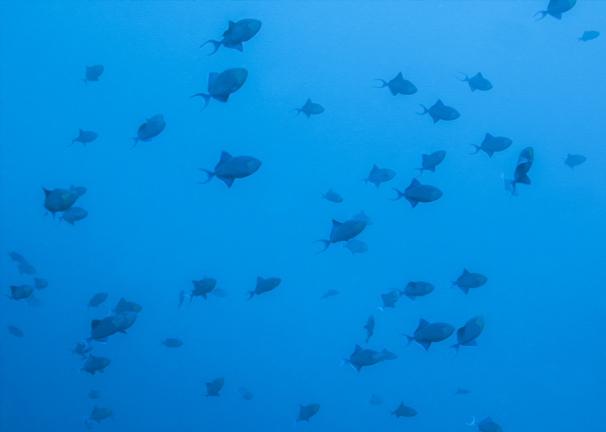 Triggerfish