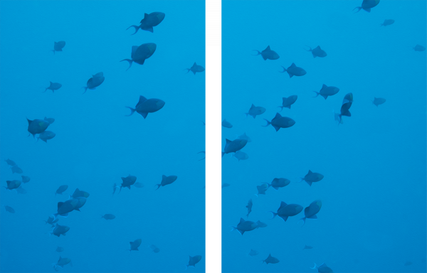 Triggerfish (Zweiteilig)