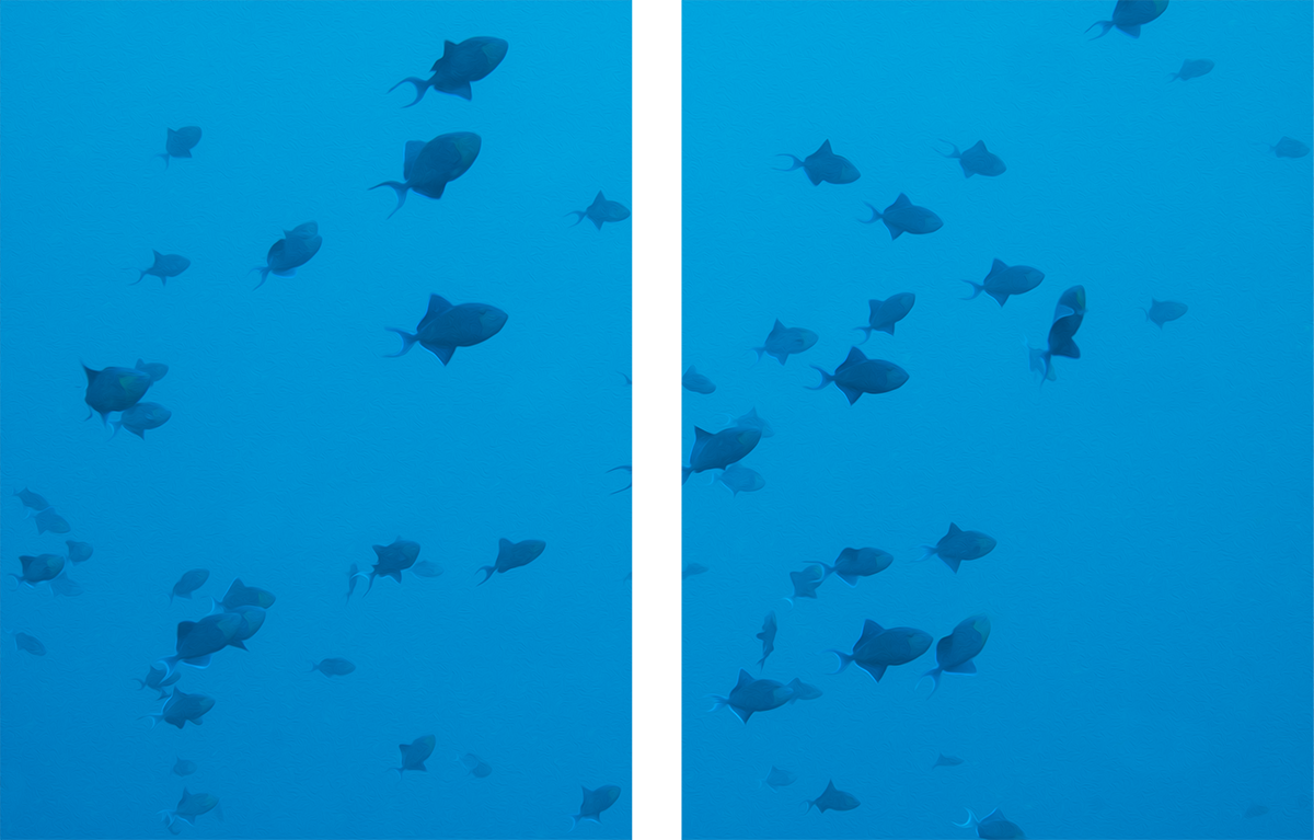 Triggerfish (Zweiteilig)
