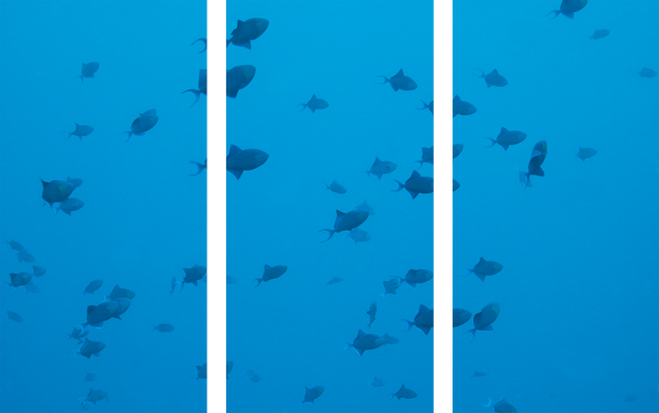 Triggerfish (Dreiteilig)