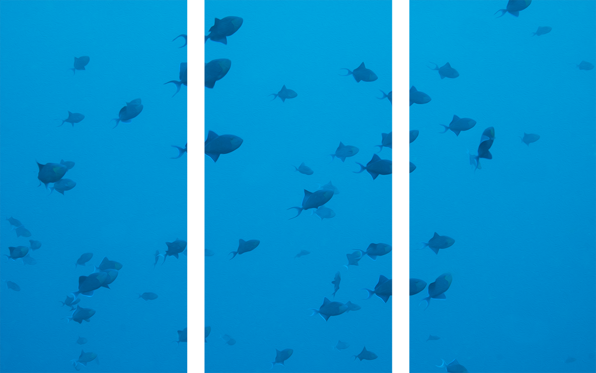 Triggerfish (Dreiteilig)