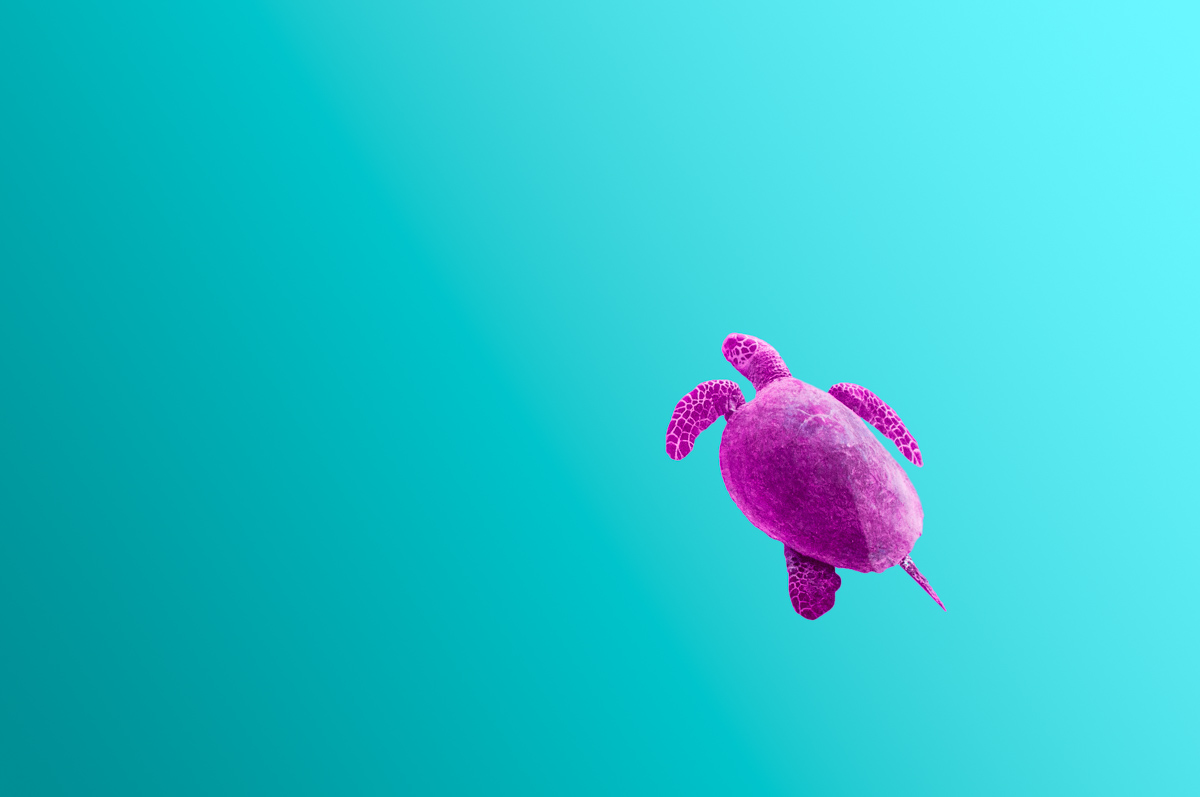 Turtle #1