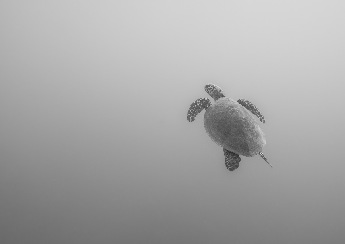 Green Turtle #3
