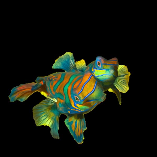 Mandarin Dragonet #1
