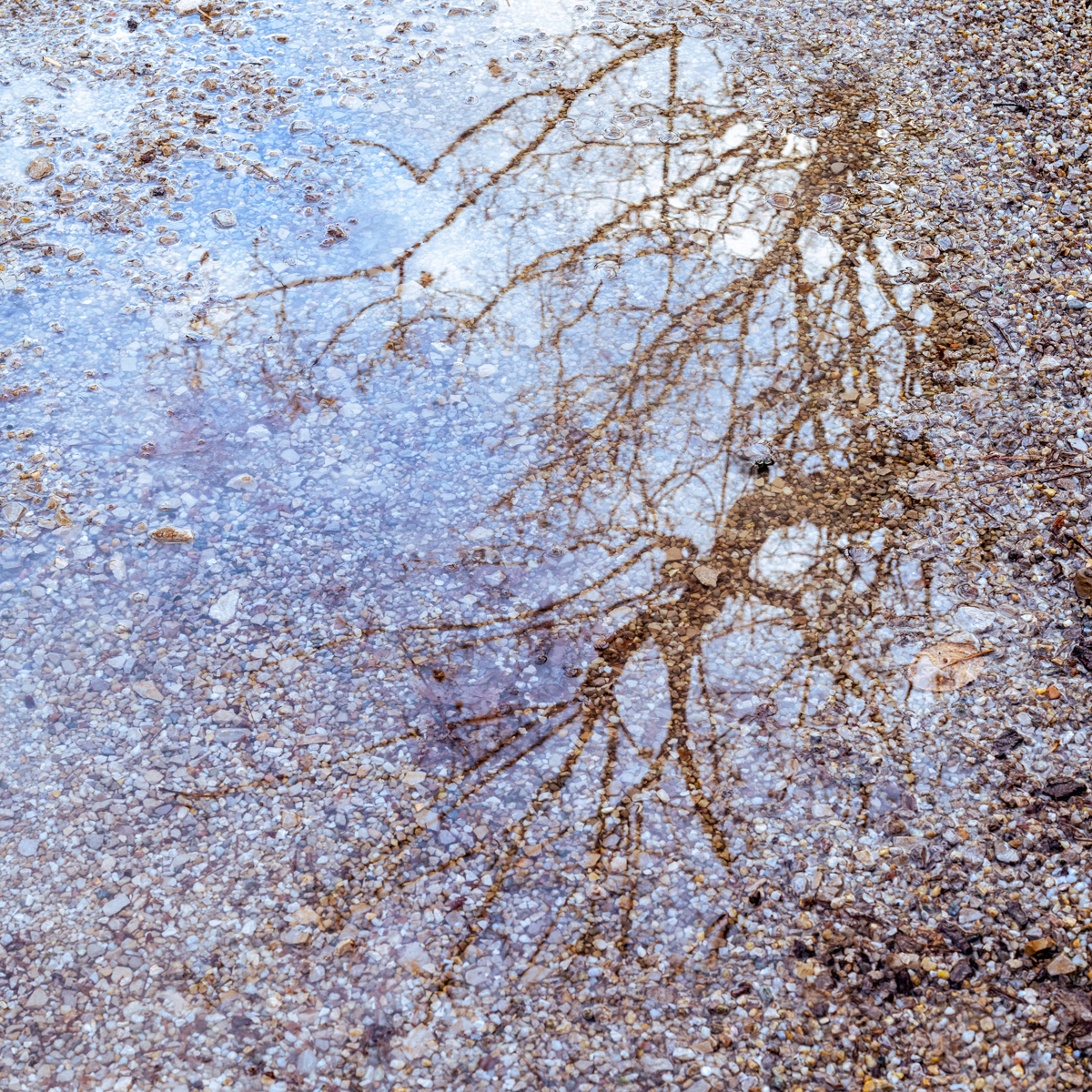 Mirrored Tree