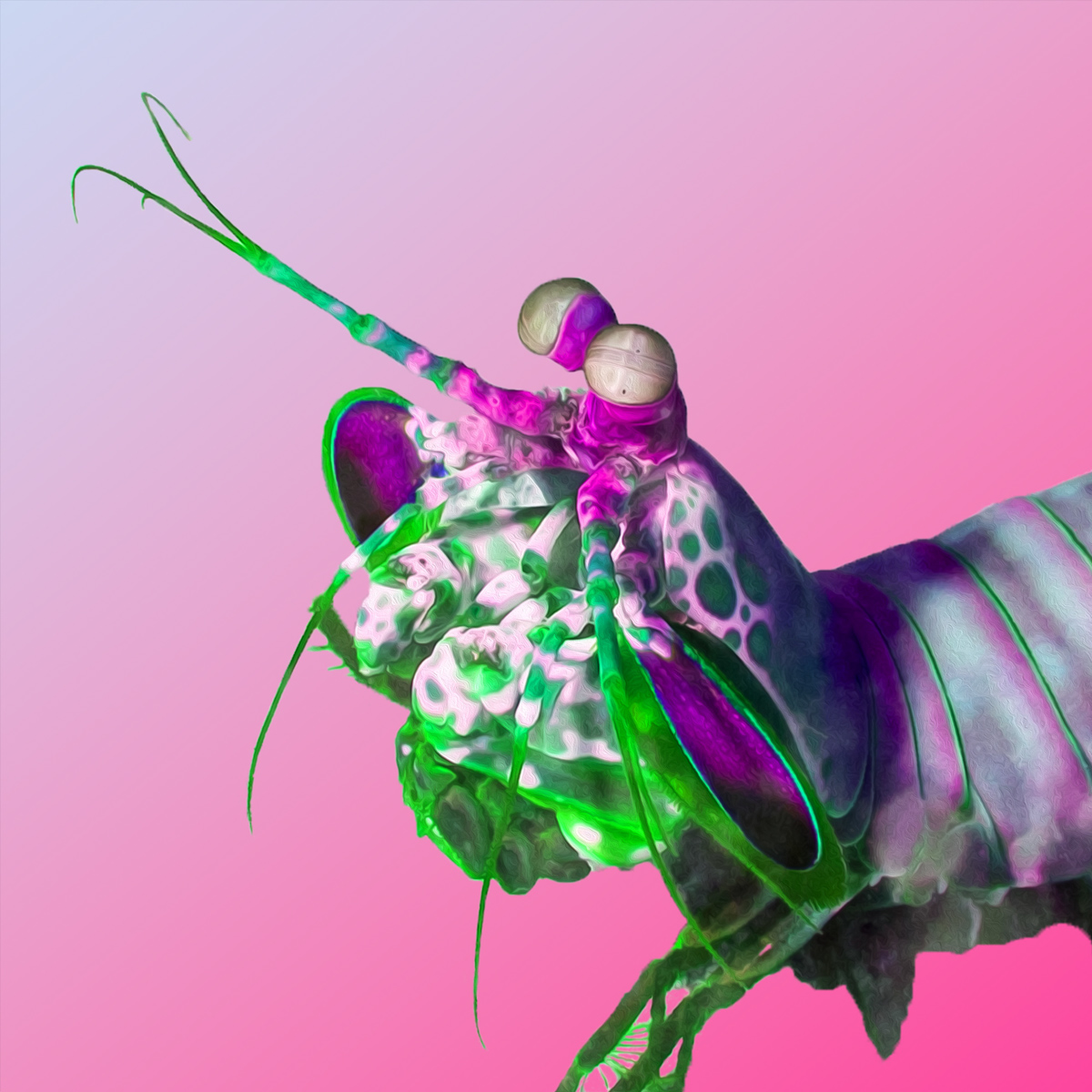 Peacock Mantis Shrimp #1