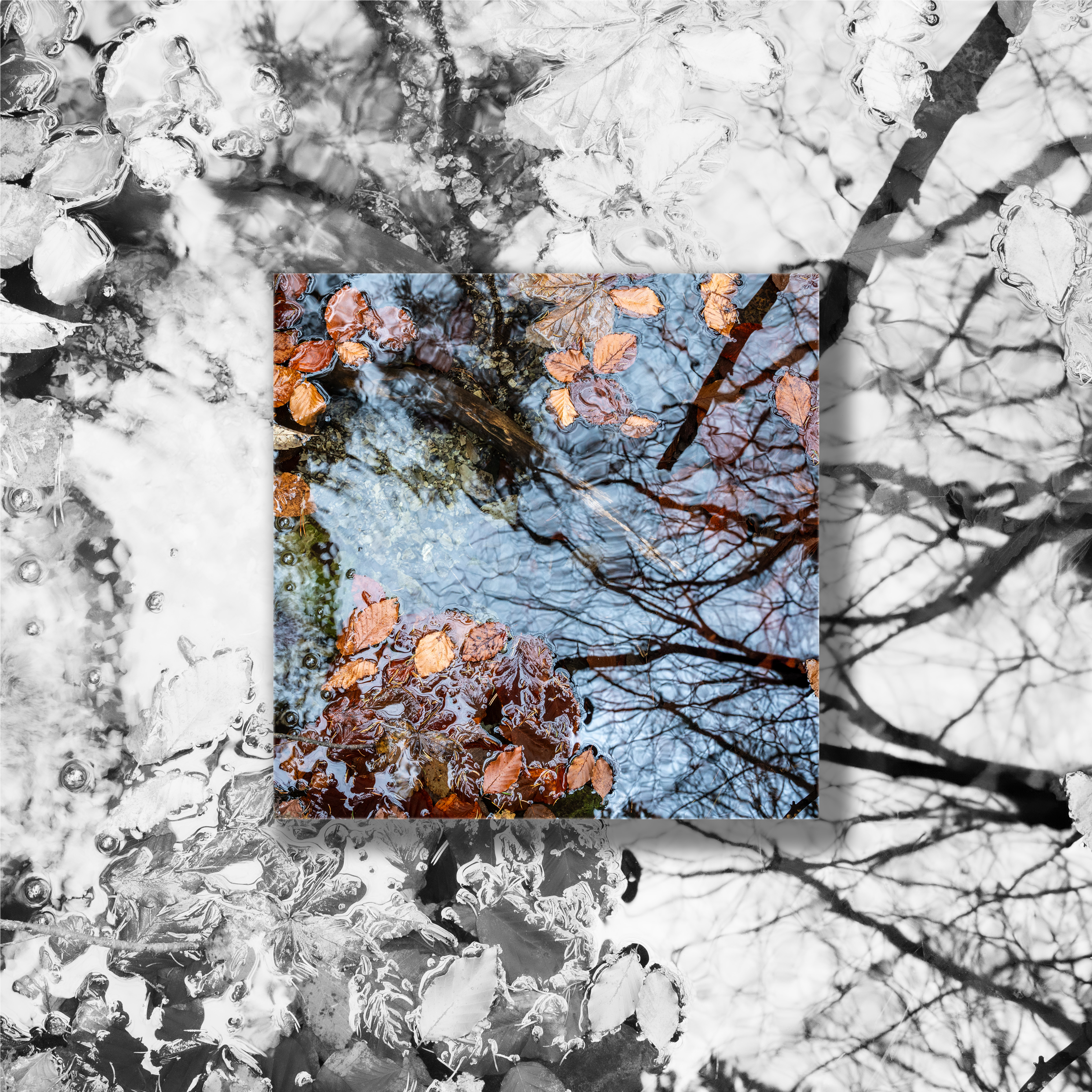 Autumn Leaves (Highkey)