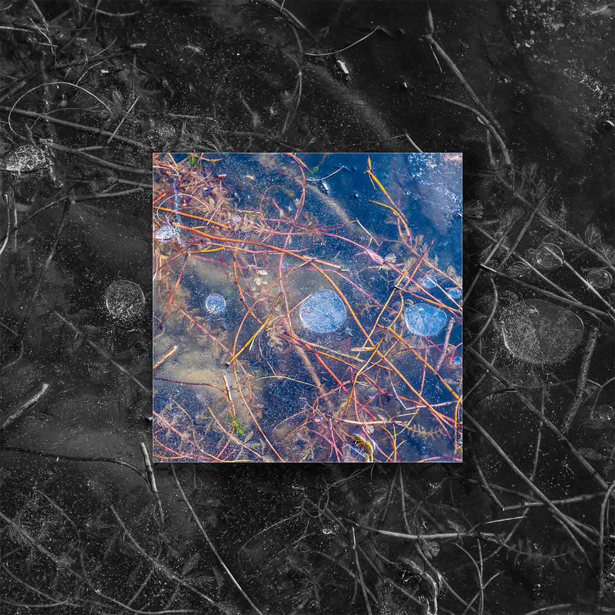 Frozen Bubbles (Lowkey)