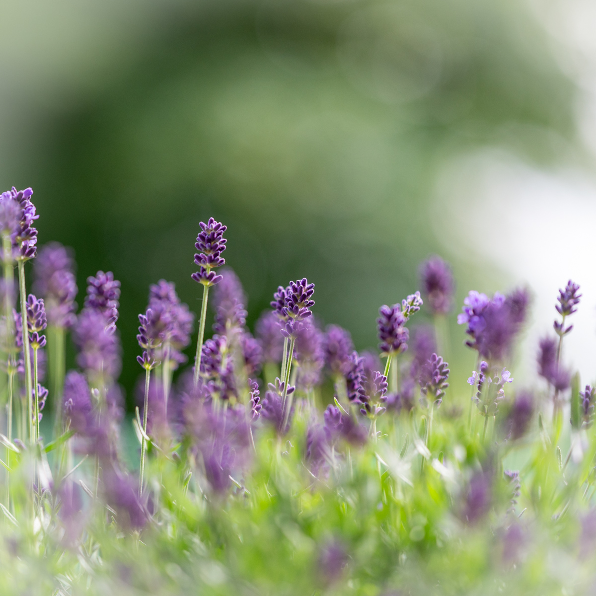 lavendel