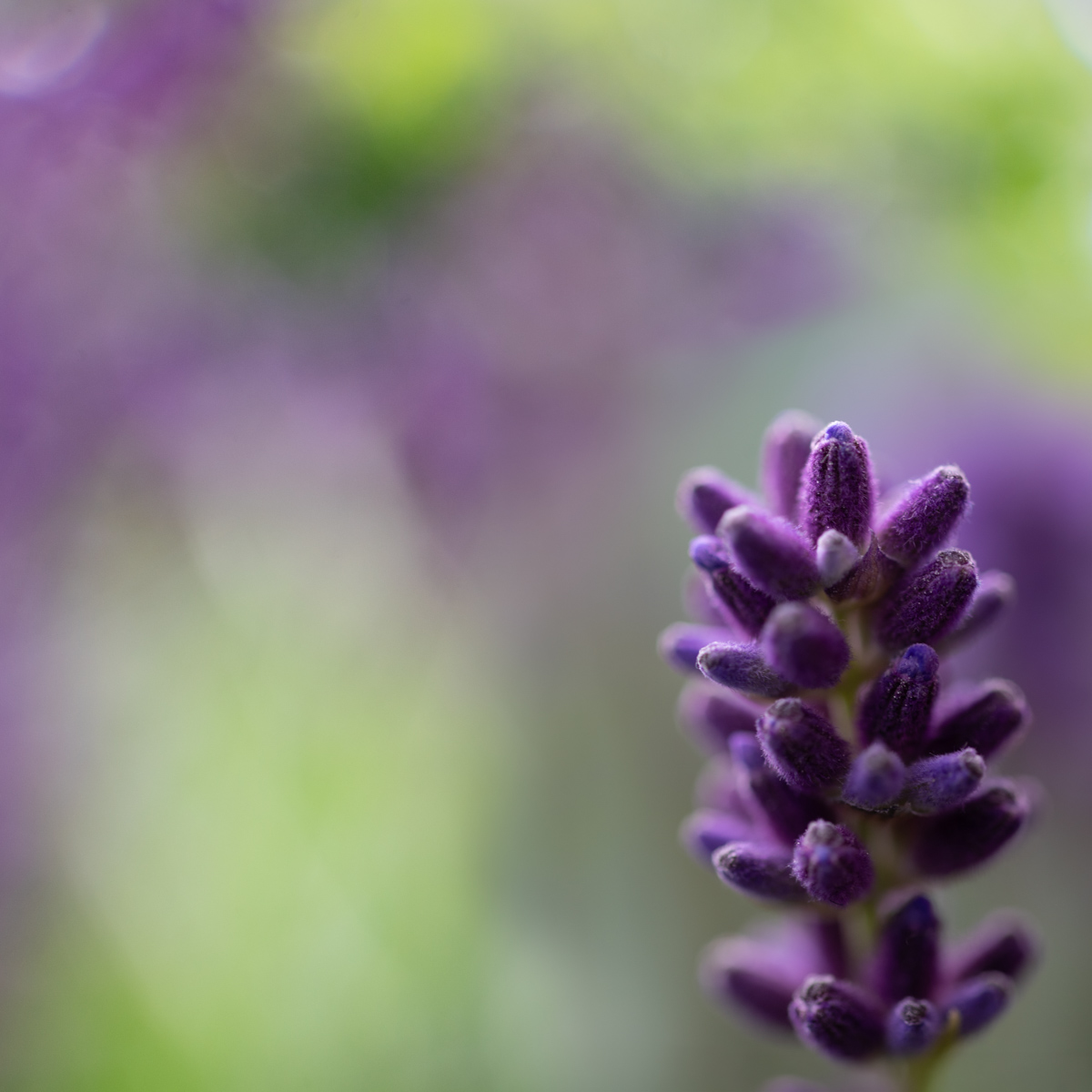 lavendel #2