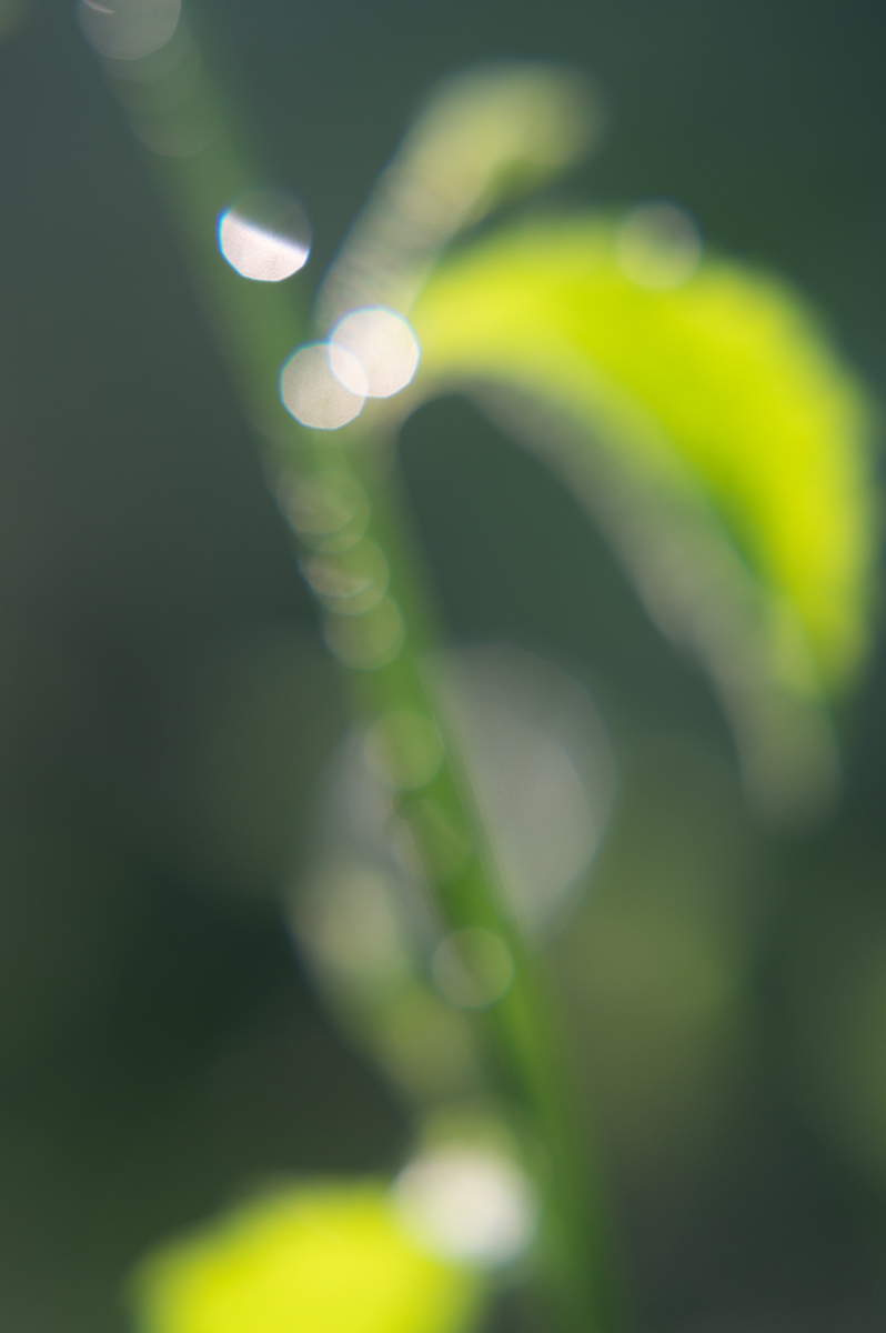 luminous drops