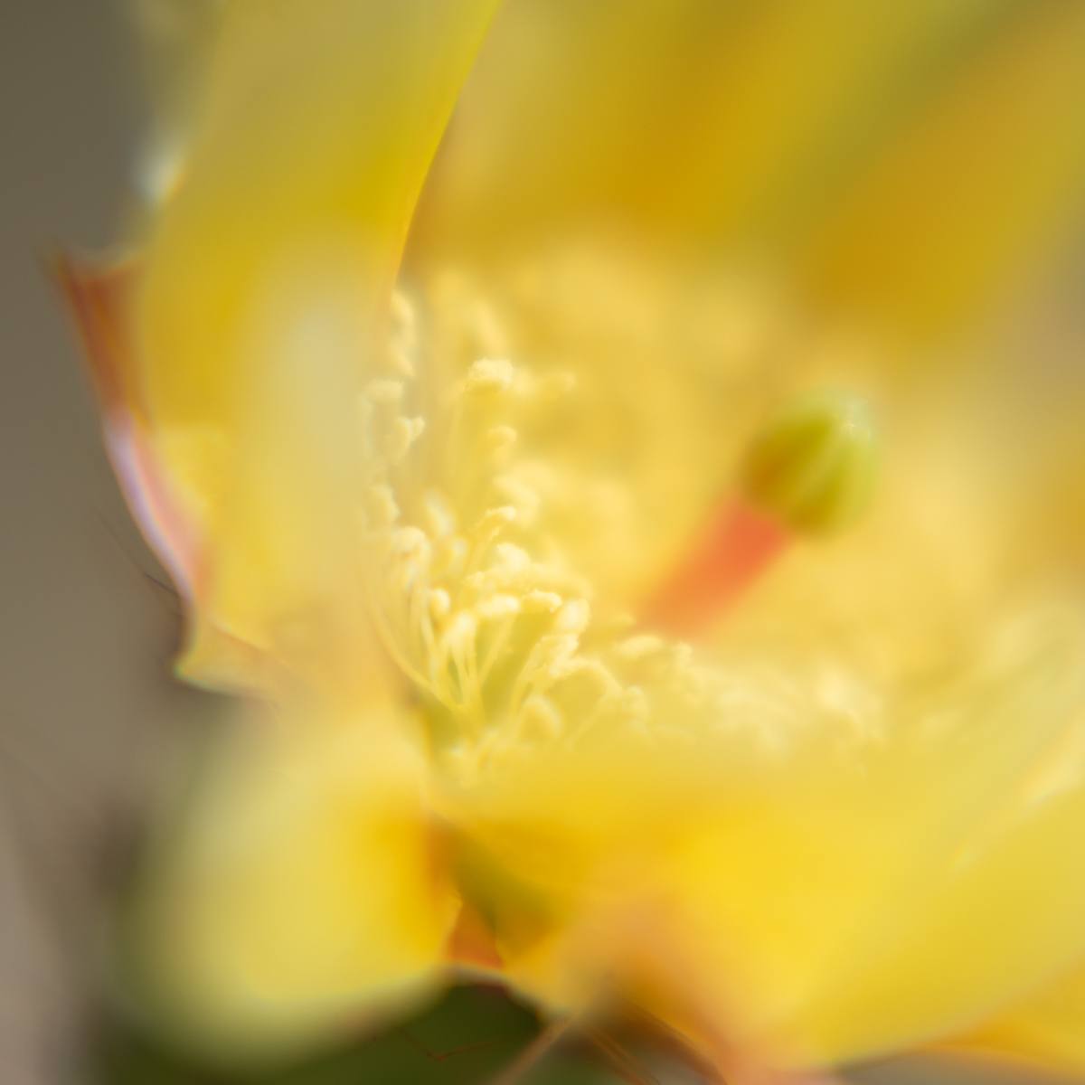 flos cacti