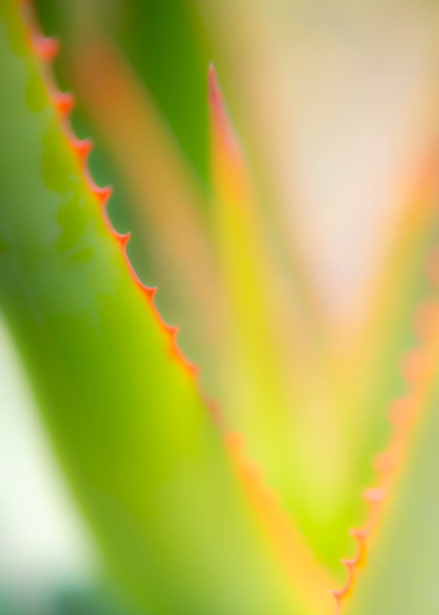 agave