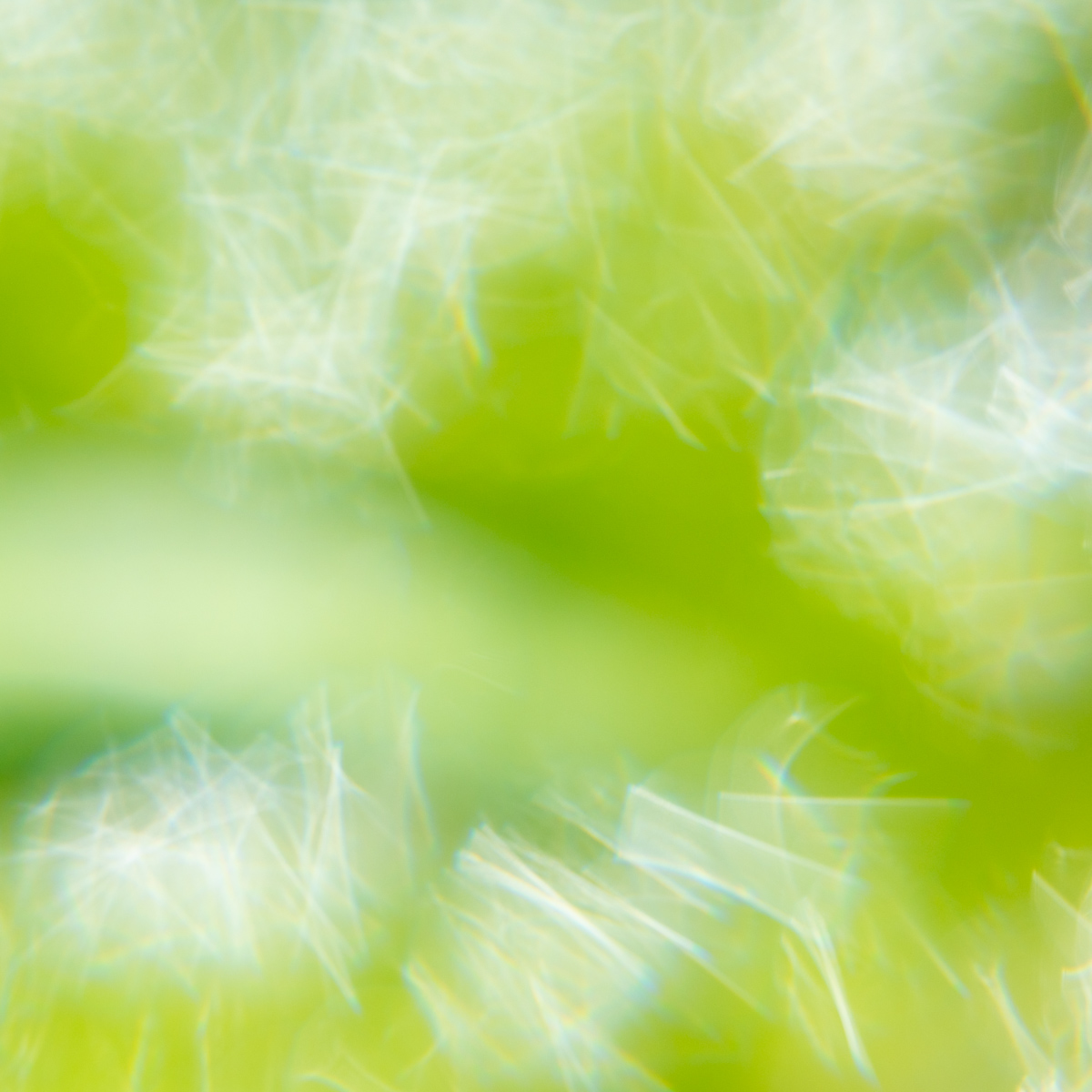 taraxacum
